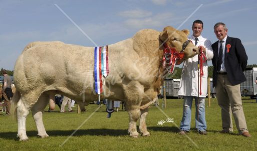 Interbreed Champion at Armagh Show, Doncombe Aga Khan exhibited by Ivaniskey Blondes with judge J Reid Dumfries and William McElroy